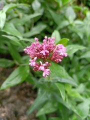 Centranthus ruber