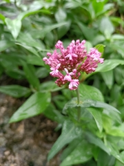 Centranthus ruber
