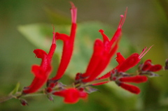 Salvia cinnabarina