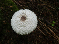 Leucoagaricus nympharum