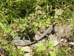 Laudakia tuberculata