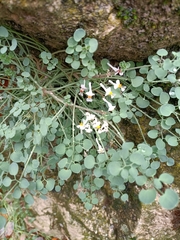 Sarcocapnos enneaphylla