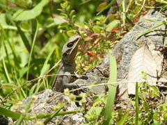 Laudakia tuberculata