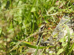 Laudakia tuberculata