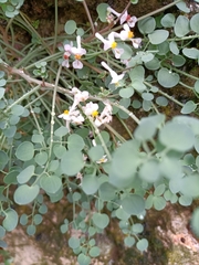 Sarcocapnos enneaphylla
