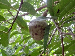 Annona reticulata