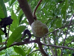 Annona reticulata