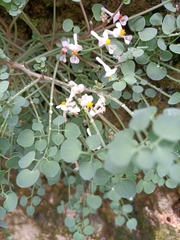 Sarcocapnos enneaphylla