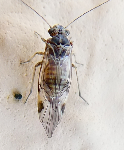 Amphigerontia nuotrauka