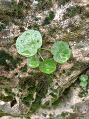 Umbilicus rupestris