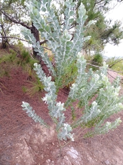 Acacia podalyriifolia