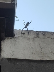 Trichonephila clavipes