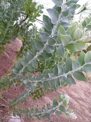 Acacia podalyriifolia