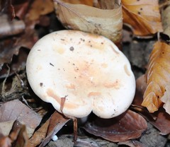 Lactarius pallidus