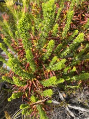 Erica coccinea