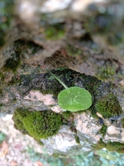 Umbilicus rupestris