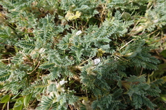 Astragalus sempervirens