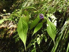 Strobilanthes formosana