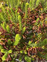 Erica coccinea
