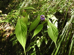 Strobilanthes formosana
