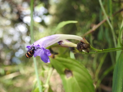 Strobilanthes formosana