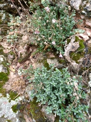 Chaenorhinum origanifolium