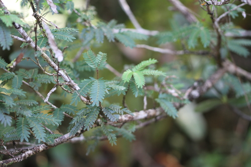 Image of Calliandra surinamensis by (c) Guillaume Delaitre, some rights reserved (CC BY)