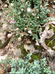 Chaenorhinum origanifolium