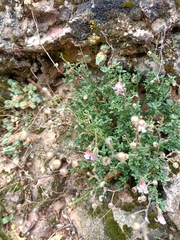 Chaenorhinum origanifolium
