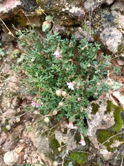 Chaenorhinum origanifolium