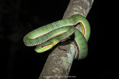 Trimeresurus popeiorum
