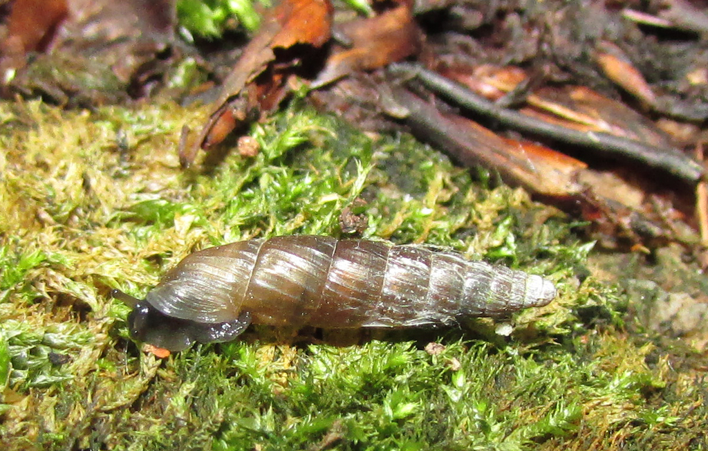 Macedonica hartmuti