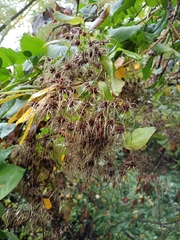 Clematis vitalba