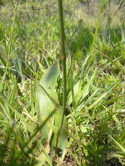 Polianthes platyphylla