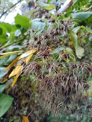 Clematis vitalba