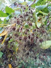 Clematis vitalba
