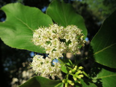 Ehretia macrophylla