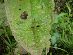 Paramastax annulipes