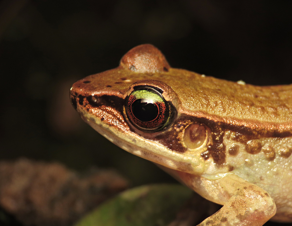 Narrow-Headed Torrent Frog