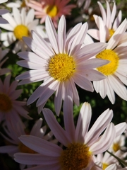 Senecio glastifolius