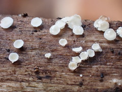 Lachnum brevipilosum