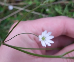 Stellaria graminea