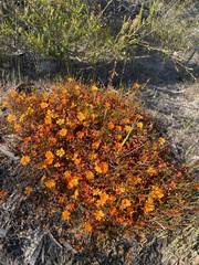 Hibbertia stellaris