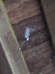 Nephila cornuta