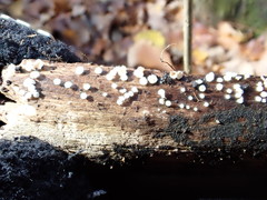 Lachnum brevipilosum