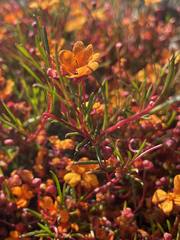 Hibbertia stellaris