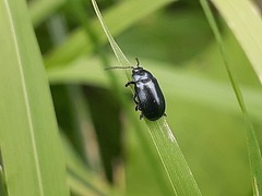 Phratora vulgatissima