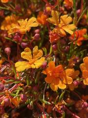 Hibbertia stellaris