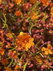 Hibbertia stellaris