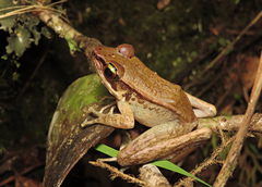 Meristogenys stenocephalus